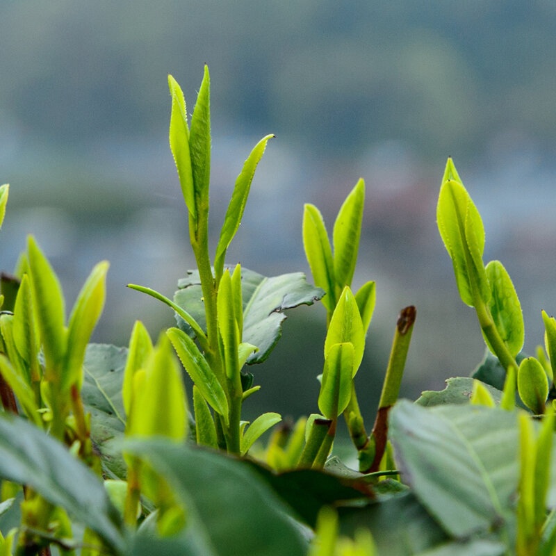 艺福堂杭州龙井茗茶250g2020明前特级西湖春茶