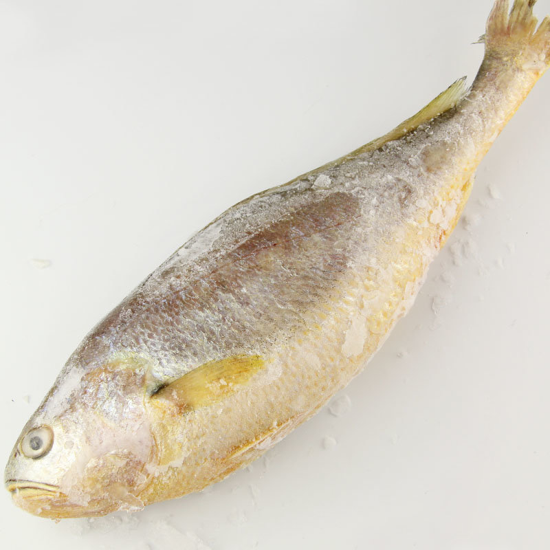 新鲜大黄花鱼 600g/条 冰鲜大黄花 深海黄鱼 大连海鲜 【大渔场】