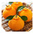 丑柑丑橘丑八怪 不知火 原产地直发(坏果包赔）(8斤大果 丑橘)第2张高清大图
