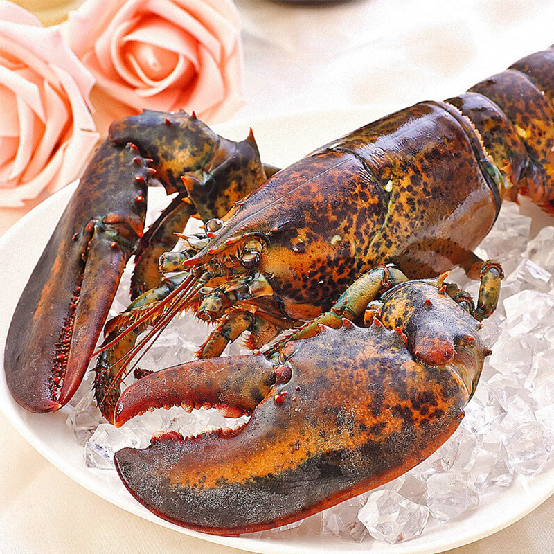 鲜活波士顿龙虾二只鲜活海鲜波龙顺丰冷链航空全国配送海鲜水产 1000g