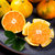 宜昌蜜桔 青皮早熟蜜橘当季桔子新鲜水果(净重5斤)第3张高清大图