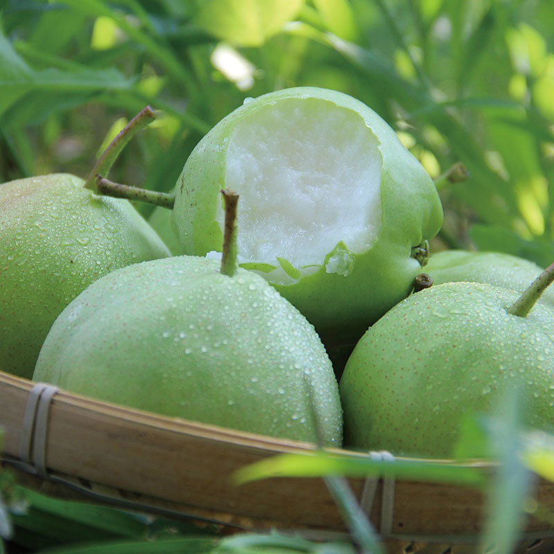 陕西早酥梨皮薄肉脆新鲜当季单果150g起步3斤装净重