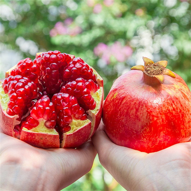 誉福园四川会理突尼斯软籽石榴9枚礼盒装 富含花青素