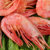 富达亿品北极甜虾500g 60-80只/袋 海鲜水产 解冻即食 日料刺身 已通过核酸检测第4张高清大图