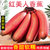 IUV【IUV爆品】红美人香蕉 5斤/箱 果香浓郁，果肉颜色鲜明第5张高清大图