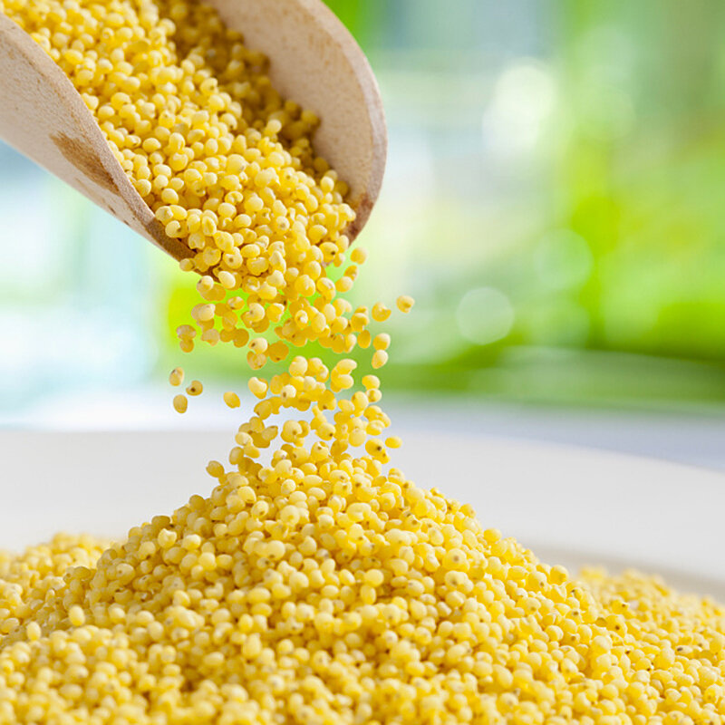 森王晶珍小米1kg无添加月子米东北五谷杂粮粗粮谷子黄小米大米粥米