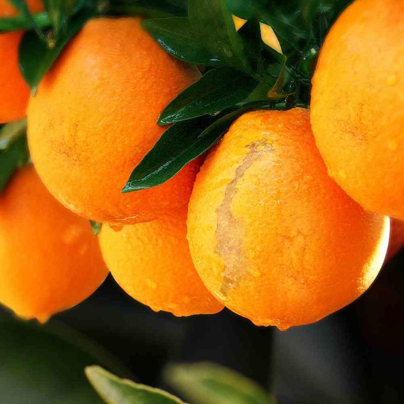 农夫山泉橙礼盒纽荷尔脐橙农夫鲜果橙5kg汁水多水分足化渣率高