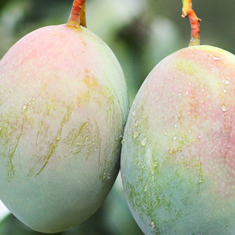 鲜菓篮国美真选芒果凯特芒9斤大果四川攀枝花芒果