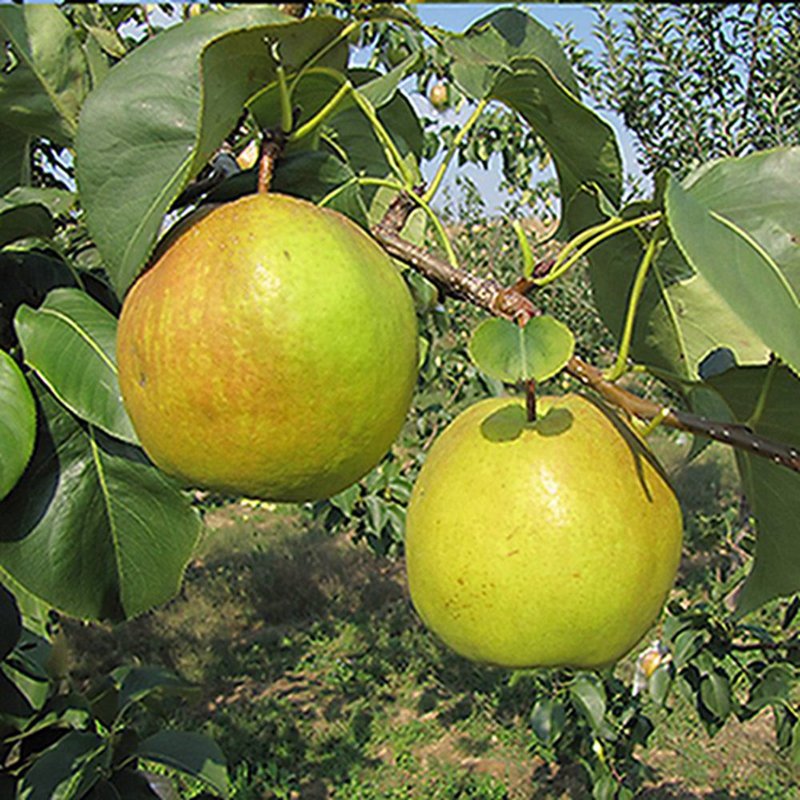 冠町山西隰县玉露香梨礼盒12枚中果带箱装约3kg新鲜采摘产地直发果大