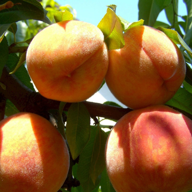 17岁的甜山西运城毛桃水蜜桃带箱约10斤中果顺丰包邮