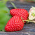 牛奶草莓新鲜水果整箱4斤包邮奶油巧克力红颜99大草莓非丹东第5张高清大图