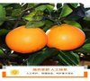 江西赣州赣南脐橙 新鲜当季橙子水果 手剥橙无核 大果 净重4.5斤+单果80-85mm 精品赣南脐橙(5斤)