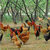 纷岭市集树林放养公鸡6个月1200~2000g 放养鸡第2张高清大图