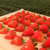 国美真选 顺丰空运 丹东99红颜草莓大果3斤装（单果20g-30g 约56颗 净重2.8斤+） 应季奶油红颜第6张高清大图