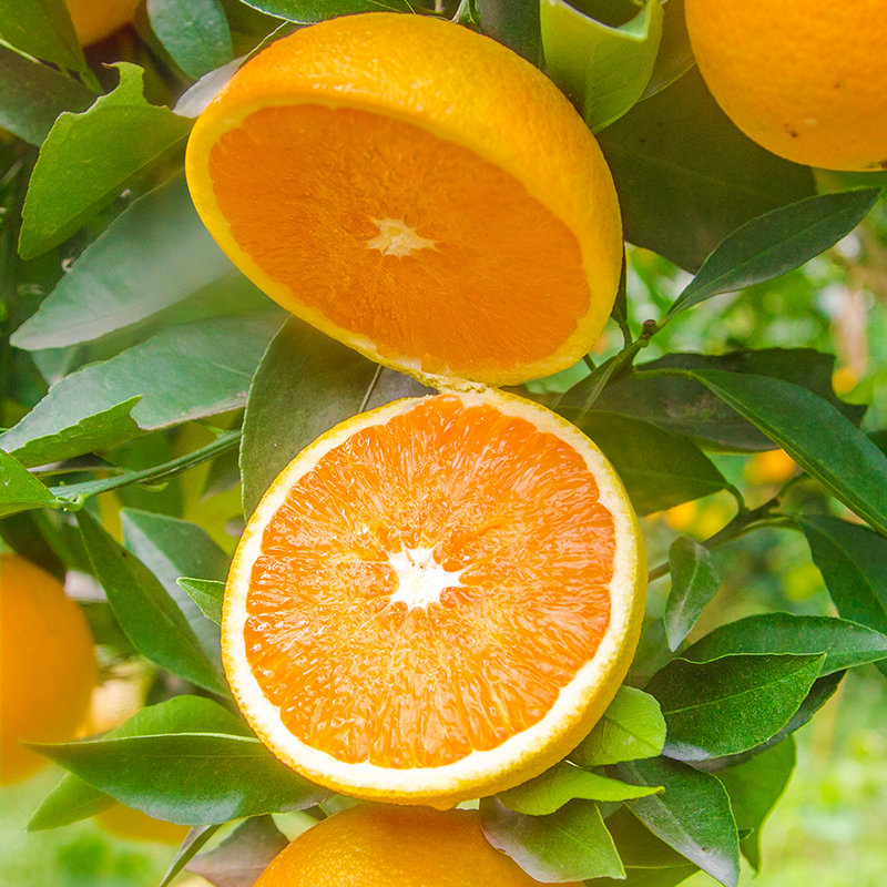 三峡脐橙纽荷尔秭归脐橙纽荷尔新鲜橙子年货送人橙子礼盒三峡脐橙5斤