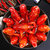 红小厨麻辣小龙虾 750g 4-6钱/17-25只 净虾500g 海鲜水产第3张高清大图