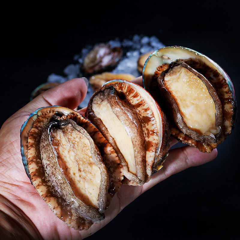 海魁国美真选东山岛活冻鲍鱼2024只装去冰净重800g2个大饱满肥美多汁