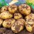 内蒙古土豆新鲜黄心沙面大土豆高山洋芋10斤包邮农家自种马铃薯(5斤)第4张高清大图