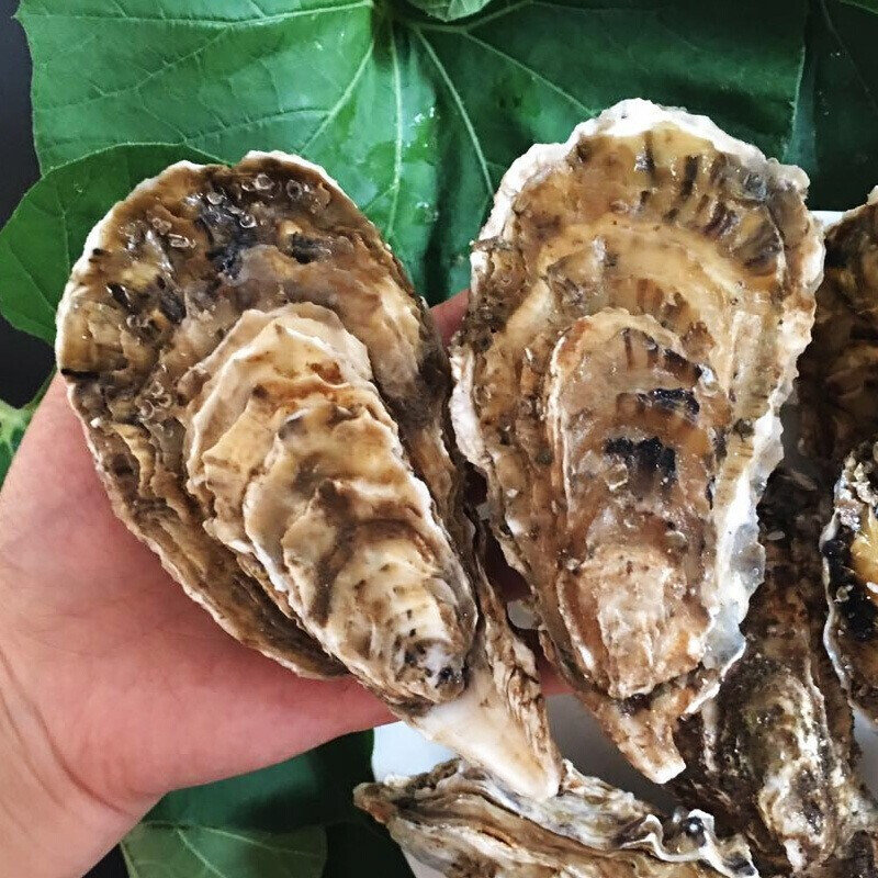 弘运德威海鲜活生蚝5斤装4xl号约1014只乳山新鲜牡蛎海蛎子