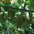 【大自然赠予】雅安高山农家新西兰鸭嘴黄金奇异果30枚 老人孩子新鲜水果猕猴桃  产地包邮第4张高清大图