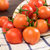 福建圣女果春桃小番茄小西红柿 孕妇水果 新鲜蔬菜 单盒450g左右(春桃柿子4盒装)第4张高清大图
