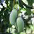 芒果小桂七青皮香芒 4斤（单果约90-200g）当季水果原产地现摘现发第3张高清大图