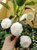 东方亮白色茶花盆栽纯白水晶白好养的茶花室外室内庭院别墅花卉苗第4张高清大图