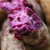 【食百味】紫薯一箱，净重约9斤第2张高清大图