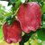 京觅美国特级华盛顿红蛇果8粒装 单果重约180-220g生鲜水果苹果第5张高清大图