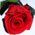 保鲜花 进口红玫瑰 单枝玫瑰礼盒装 永不调鲜花 *生日礼物第2张高清大图