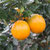 湖南麻阳冰糖橙橙子水果新鲜当季整箱应季包邮手剥果冻甜橙子(冰糖橙5斤中果)第3张高清大图
