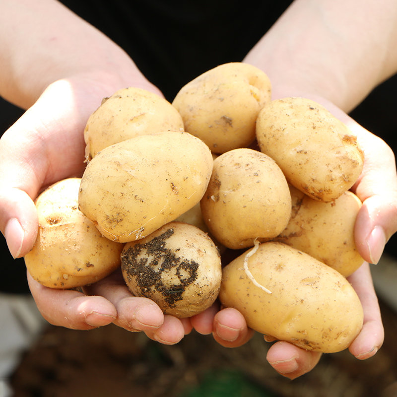 湖北恩施农家现挖富硒小土豆2斤尝鲜装现挖小土豆2斤尝鲜装
