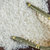 太粮靓虾王香软米油粘米籼米大米1kg 国美超市甄选第4张高清大图