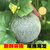 【新品上架】海南玫珑瓜网纹哈密瓜2-3个装约4-5斤左右果园现摘第5张高清大图