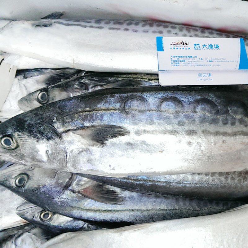 新鲜鲅鱼 6斤左右/条 大连特产海鲜 马鲛鱼 天然野生海捕海洋食品