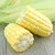 泰美农云南水果玉米约5斤装6-8根 生态种植 鲜嫩脆甜第5张高清大图