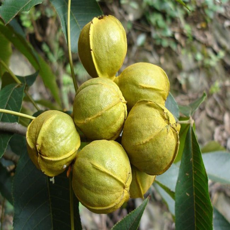 iuviuv爆款山核桃仁40g3罐箱原味奶油味椒盐味自由搭配香酥醇正颗粒大