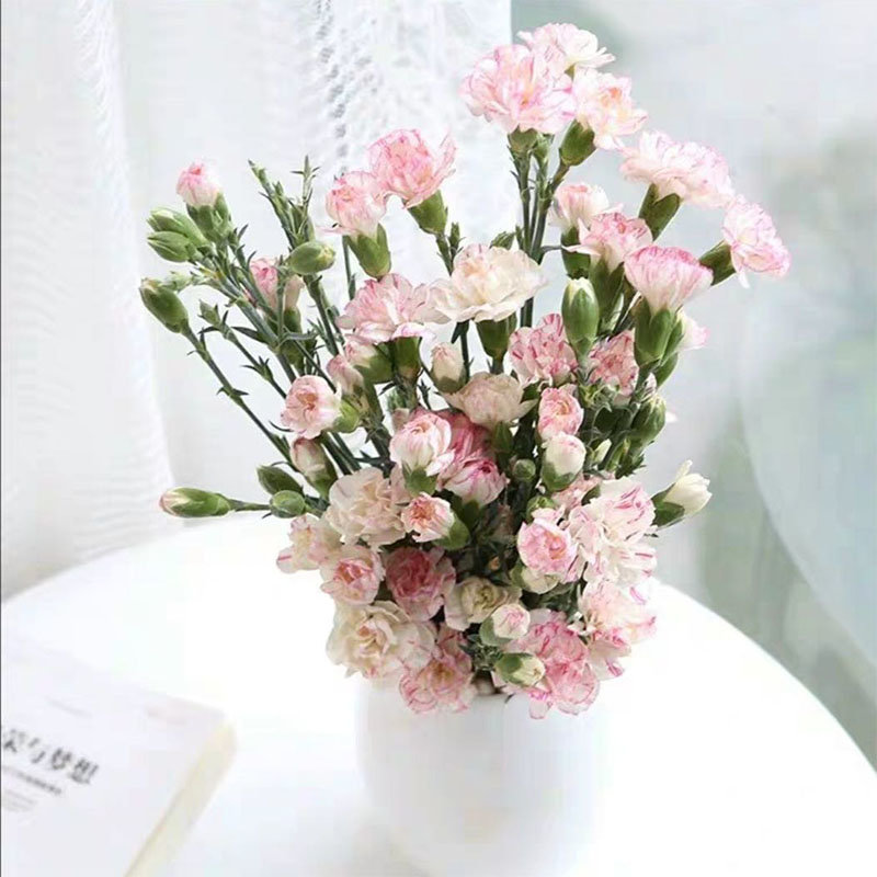 多头康乃馨-白底粉边(白底粉边 18 2枝)