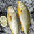 海魁【国美真选】集鲜福礼1088型海鲜礼盒 鲜冻美味 深海捕捞第3张高清大图