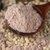 北纯有机高粱粉1.5kg 粗粮杂粮粉 面粉 小米面第4张高清大图