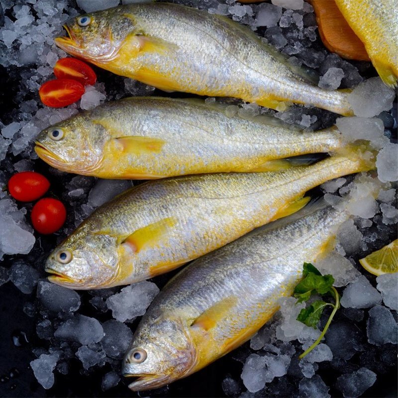 黄渔小姐福建宁德野养大黄鱼450550g条4条可溯源48小时现捞现发肉质