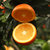 17岁的甜 爆汁纽荷尔脐橙5斤 单果70-75mm 酸甜可口汁水充沛第9张高清大图