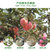 陕西红富士新鲜采摘苹果约5斤包邮(5斤（70mm-75mm))第4张高清大图