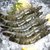 万景国产活冻黑虎虾 净重330g 15-18只/盒 海鲜 生鲜 个大肉肥 只只硕大 单只拉伸长约14-16CM第4张高清大图