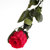 保鲜花 进口红玫瑰 单枝玫瑰礼盒装 永不调鲜花 *生日礼物第5张高清大图