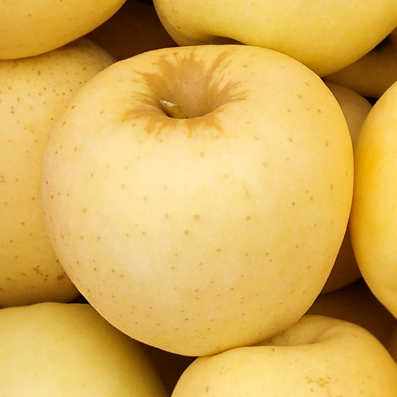 山东烟台栖霞黄元帅黄金帅苹果5斤装