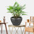 翠叶竹芋绿植盆栽办公室内桌面居家净化空气办公植物花卉盆景第3张高清大图